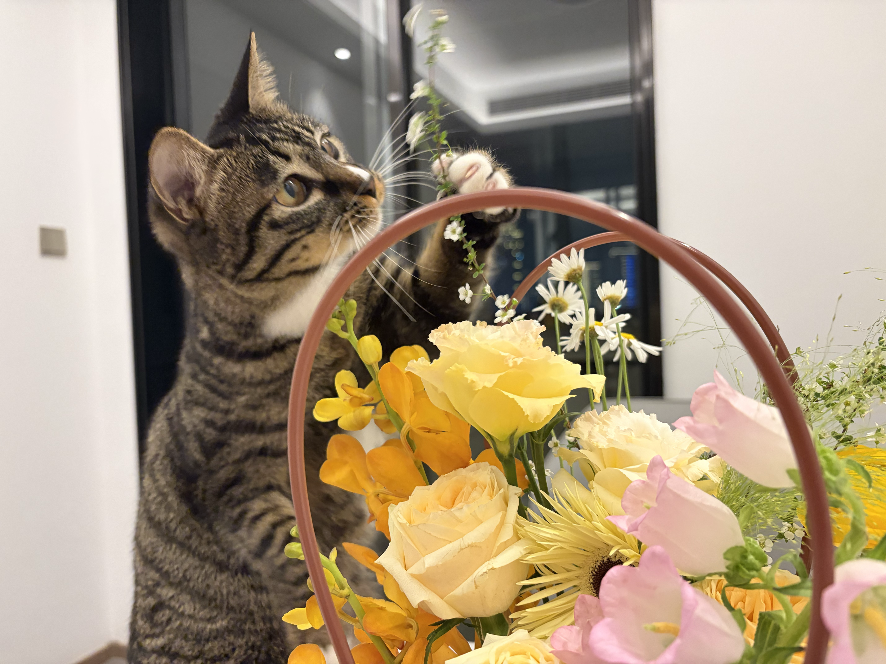 玩花儿